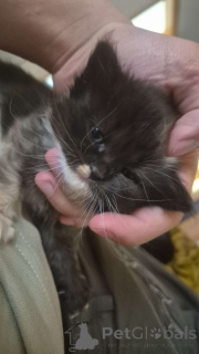 Photo №2 to announcement № 139329 for the sale of ragdoll - buy in Austria private announcement