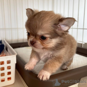 Photo №3. Absolutely Stunning pentue blues- ja Blue and White Chihuahua Puppies Top. Finland