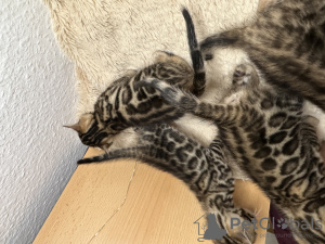 Photo №4. I will sell bengal cat in the city of Hannover. private announcement, from nursery, breeder - price - 1057$