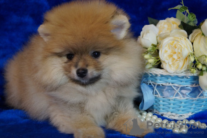 Photo №4. I will sell pomeranian in the city of Москва. breeder - price - 456$