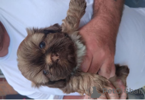 Photo №1. shih tzu - for sale in the city of Milan | 370$ | Announcement № 110917