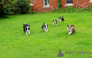 Photo №4. I will sell border collie in the city of Kintai. private announcement - price - 1032$