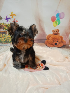 Photo №2 to announcement № 5312 for the sale of yorkshire terrier - buy in Ukraine breeder
