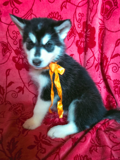 Photo №2 to announcement № 4880 for the sale of alaskan malamute - buy in Russian Federation private announcement