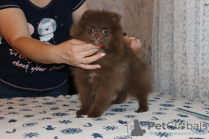 Photo №1. pomeranian - for sale in the city of Petrozavodsk | 519$ | Announcement № 7917