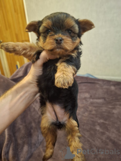 Photo №1. beaver yorkshire terrier, yorkshire terrier - for sale in the city of Tallinn | 671$ | Announcement № 158149