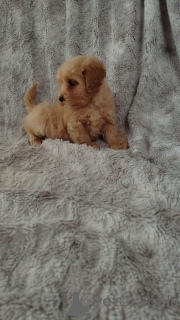 Photo №2 to announcement № 160296 for the sale of maltipu - buy in Finland private announcement