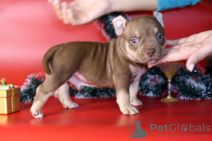 Photo №1. american bully - for sale in the city of St. Petersburg | negotiated | Announcement № 26904