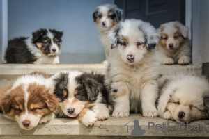 Photo №1. australian shepherd - for sale in the city of Copenhague | 528$ | Announcement № 125656