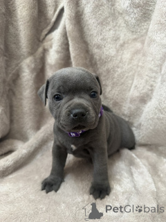 Photo №1. staffordshire bull terrier - for sale in the city of Enköping | negotiated | Announcement № 169692