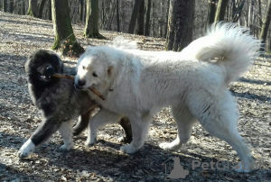 Photo №3. We offer a large male Caucasian Shepherd, white color in Ukraine. Announcement № 11229