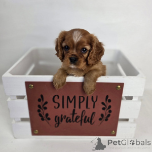 Photo №3. Meet Oliver our charming little gentleman with a heart full of love and a tail. Switzerland