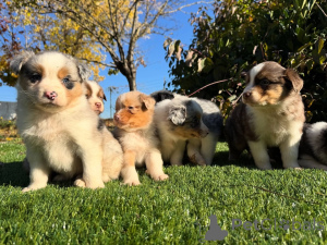 Photo №1. australian shepherd - for sale in the city of Berlin | negotiated | Announcement № 160828