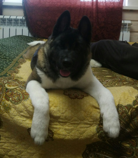 Photo №1. american akita - for sale in the city of Lipetsk | negotiated | Announcement № 3833