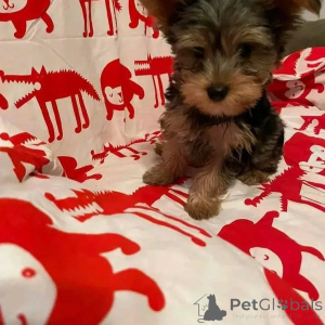 Photo №4. I will sell yorkshire terrier in the city of Berlin. private announcement, from the shelter - price - 568$