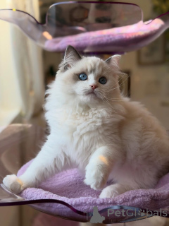 Photo №1. ragdoll - for sale in the city of Varmaland | negotiated | Announcement № 156483
