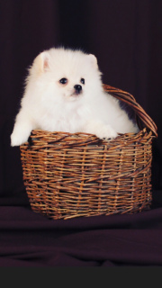 Additional photos: Puppies of German white spitz.