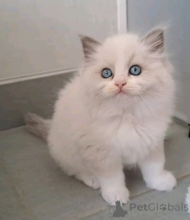 Photo №2 to announcement № 176606 for the sale of ragdoll - buy in Finland 