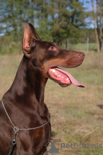 Additional photos: Dobermann Puppies FCI - top combination