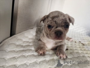 Photo №3. Chihuahua. Israel