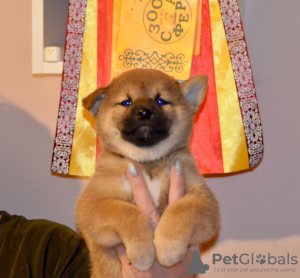 Photo №4. I will sell shiba inu in the city of Nizhny Novgorod. private announcement, from nursery, breeder - price - negotiated