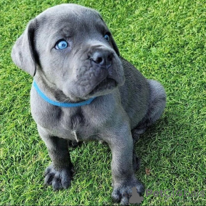 Photo №1. cane corso - for sale in the city of Valmadonna | negotiated | Announcement № 24950