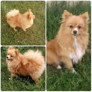 Photo №1. german spitz - for sale in the city of Миргород | 220$ | Announcement № 5740