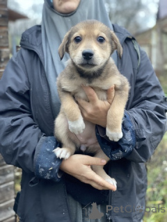 Photo №4. I will sell  in the city of Moscow river. private announcement - price - 0$