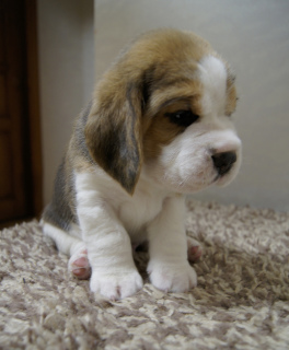 Photo №4. I will sell beagle in the city of Lipetsk. breeder - price - negotiated