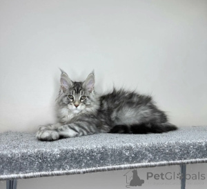 Photo №2 to announcement № 163713 for the sale of maine coon - buy in Germany breeder