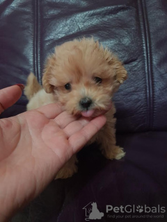 Photo №3. Maltipoo puppies. Serbia