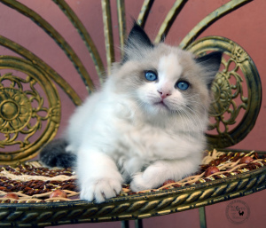 Photo №1. ragdoll - for sale in the city of St. Petersburg | 1700$ | Announcement № 7093