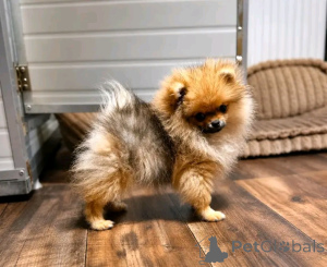 Photo №2 to announcement № 174947 for the sale of pomeranian - buy in Belgium 