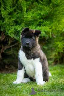 Photo №1. american akita - for sale in the city of Dnipro | 1414$ | Announcement № 69329