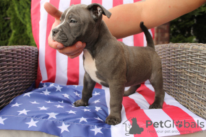 Additional photos: American Bully Pocket ABKC GrChampions