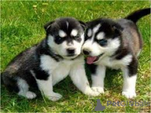 Photo №1. siberian husky - for sale in the city of Jeddah | Is free | Announcement № 20951