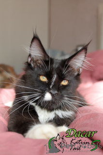 Photo №3. Mega Gorgeous Maine Coon kitten. Russian Federation