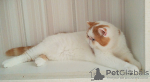 Photo №3. Luxurious young cat for breeding work!. Belarus