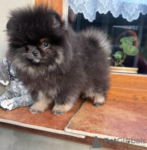 Photo №4. I will sell pomeranian in the city of Cologne. private announcement, breeder - price - 2000$