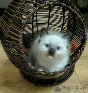 Photo №1. ragdoll - for sale in the city of DESUU-ROXLAU | 361$ | Announcement № 178058