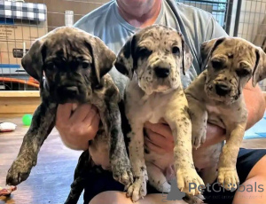 Photo №1. cane corso - for sale in the city of Aalborg | 1$ | Announcement № 173408