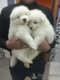 Photo №2 to announcement № 7999 for the sale of samoyed dog - buy in Belarus private announcement