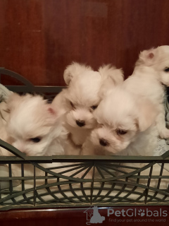 Photo №2 to announcement № 8934 for the sale of maltese dog - buy in Belarus from nursery