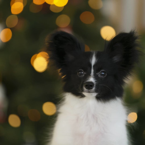 Photo №2 to announcement № 3821 for the sale of papillon dog - buy in Russian Federation from nursery, breeder