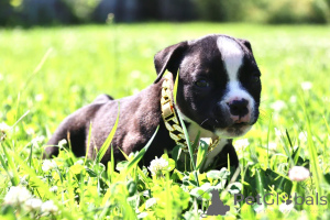 Photo №4. I will sell american bully in the city of Ramenskoye. from nursery - price - 710$