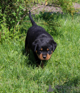 Photo №1. rottweiler - for sale in the city of Калинковичи | 1057$ | Announcement № 51860