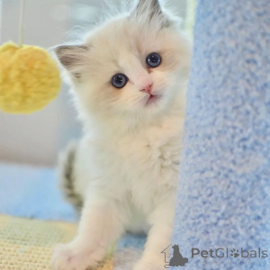 Photo №1. ragdoll - for sale in the city of Varmaland | negotiated | Announcement № 156263