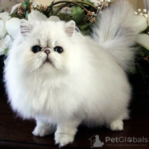 Photo №1. persian cat - for sale in the city of Berdorf | 12$ | Announcement № 11022