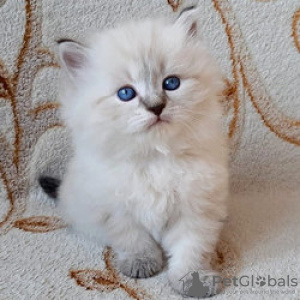 Photo №1. siberian cat - for sale in the city of Vilnius | negotiated | Announcement № 109704