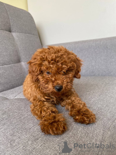 Photo №3. Gorgeous boy Toy Poodle. Switzerland